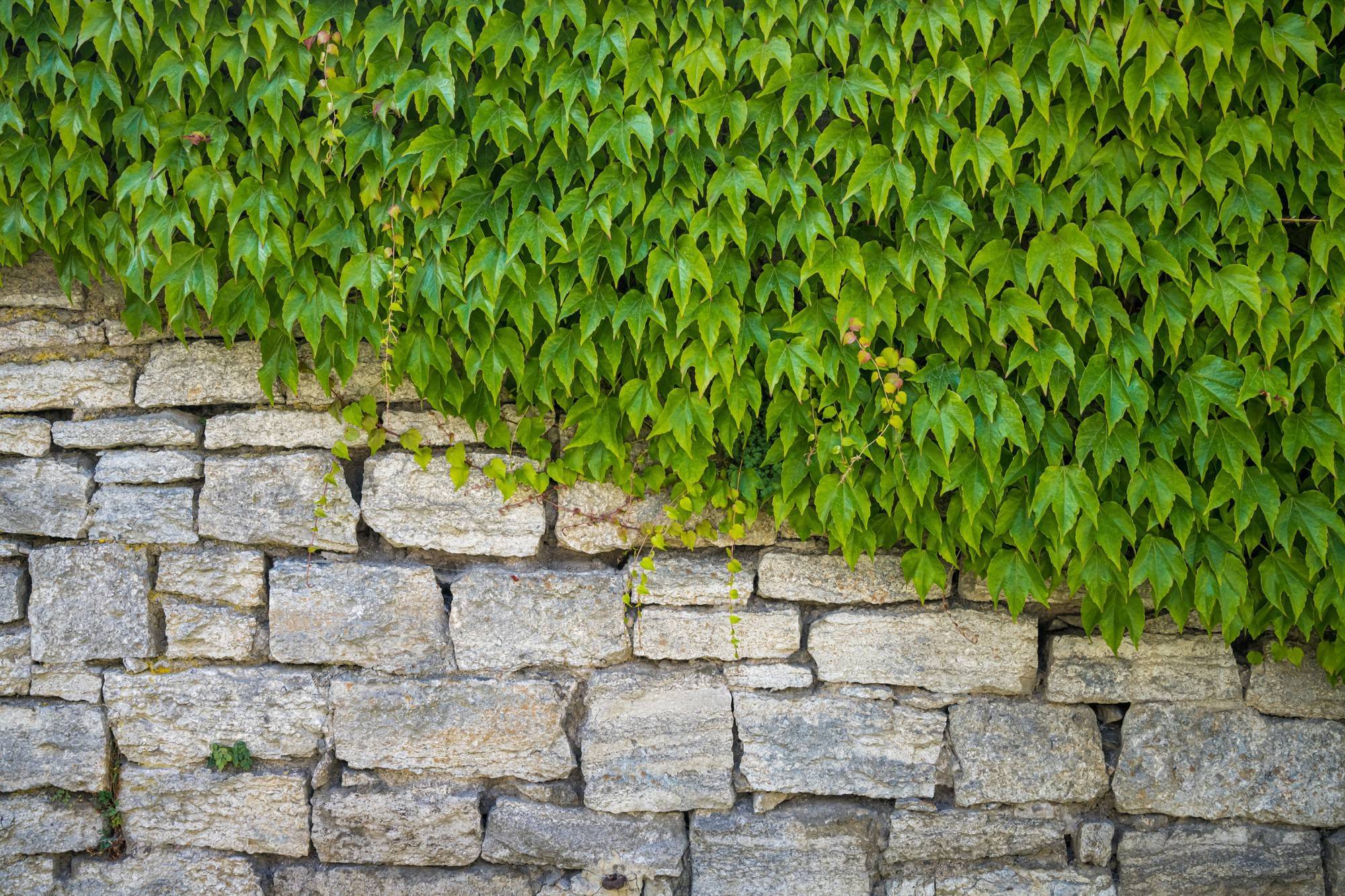 Green Leaves Covering Half Stone Wall Diagonally